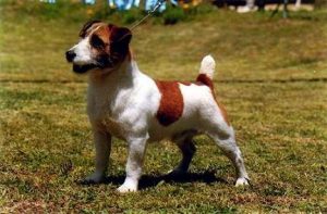 Jack_Russel_Terrier_broken_coated_variety