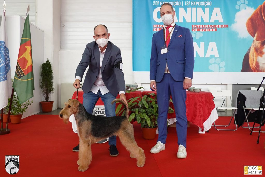 32ª Exposição Aveiro - BOB Airedale