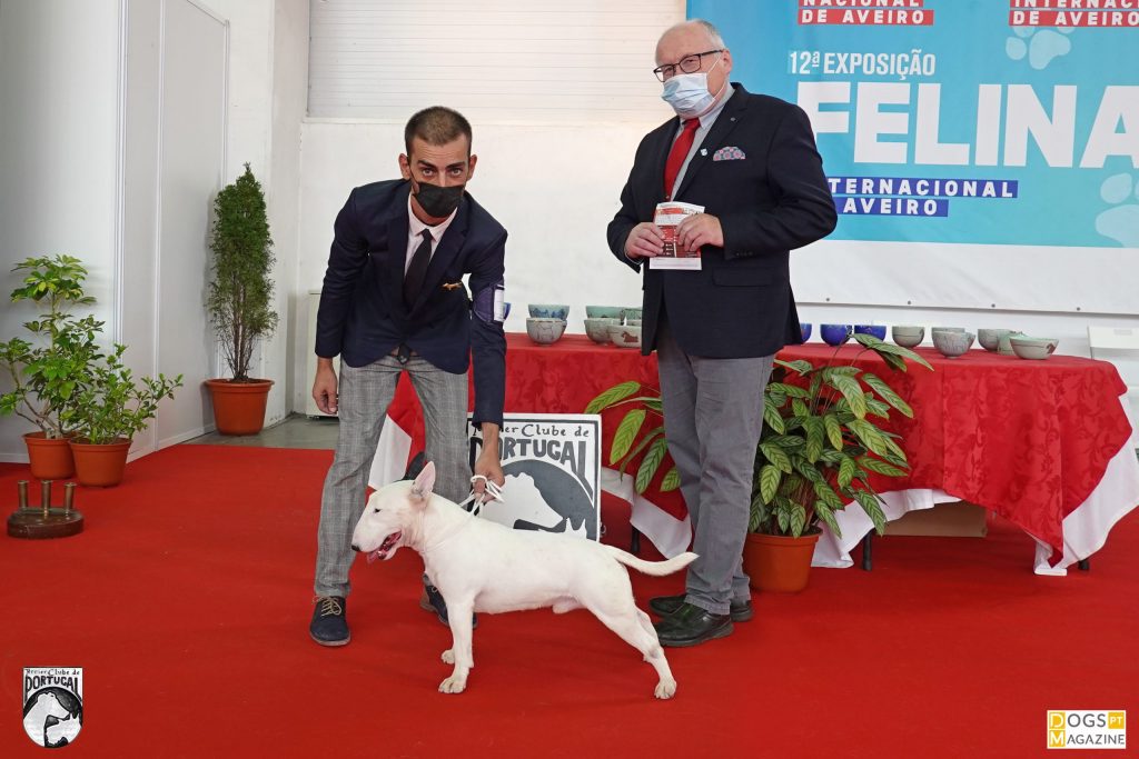 BOB_BullTerrier_Mini