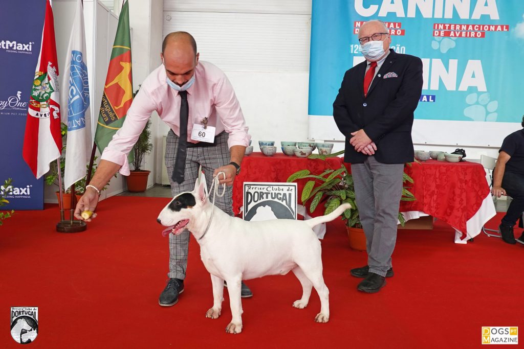 BOB_BullTerrier_Standard