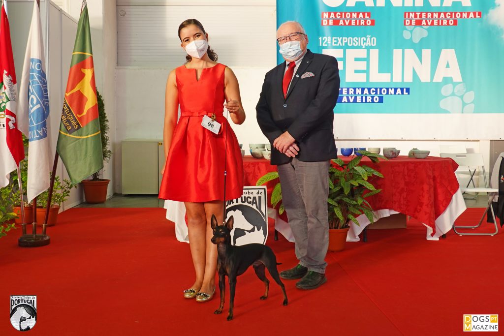 BOB_EnglishToyTerrier