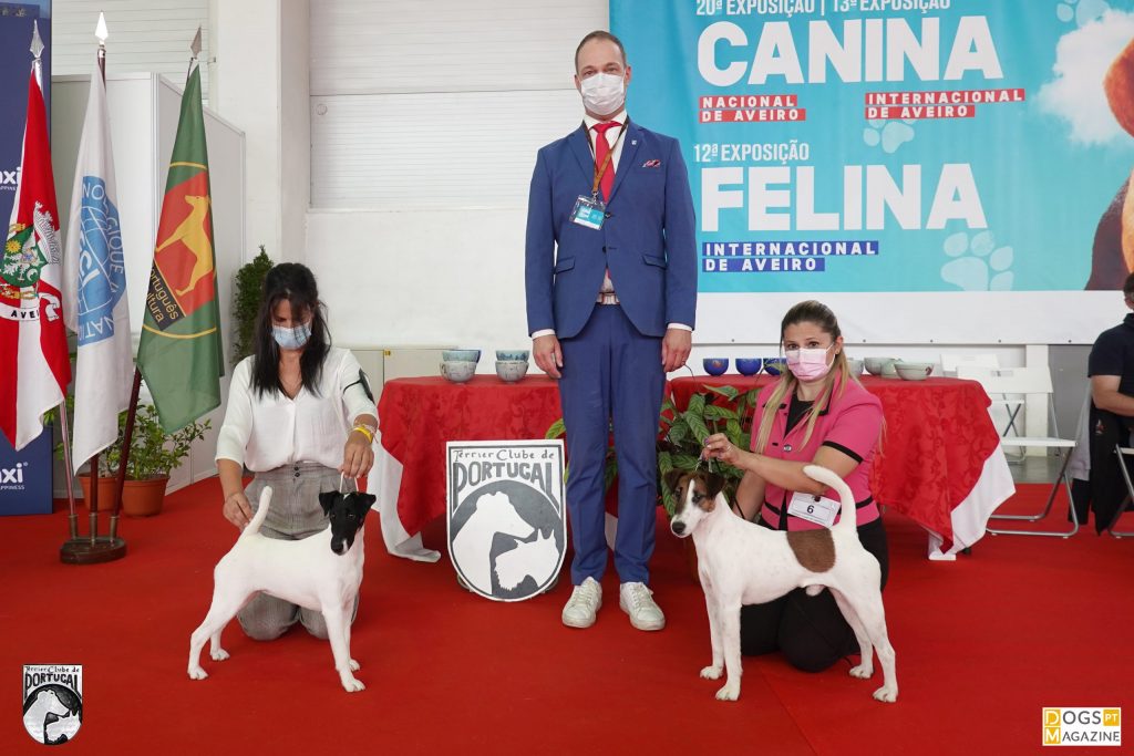 BOB Fox Terrier de Pelo Liso