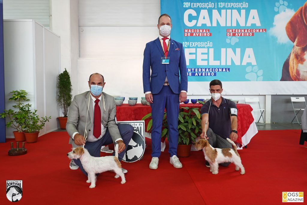 BOB Jack Russel Terrier