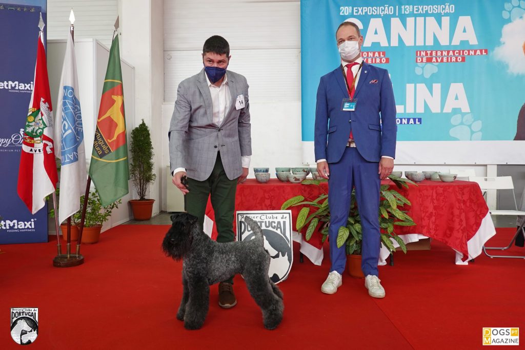 BOB Kerry Blue Terrier