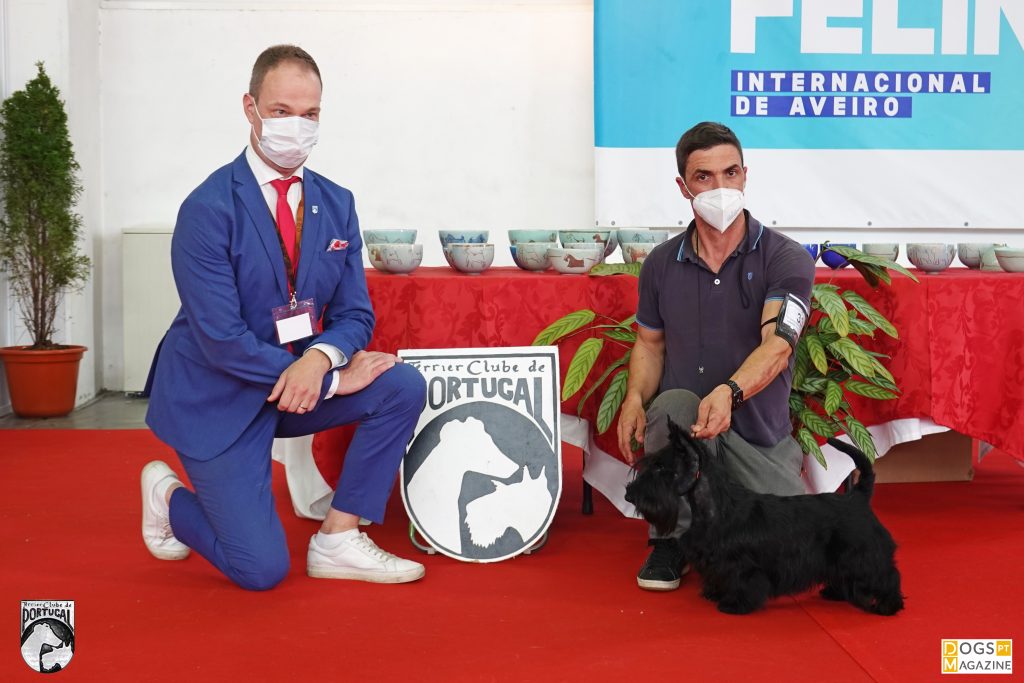 BOB Scottish Terrier