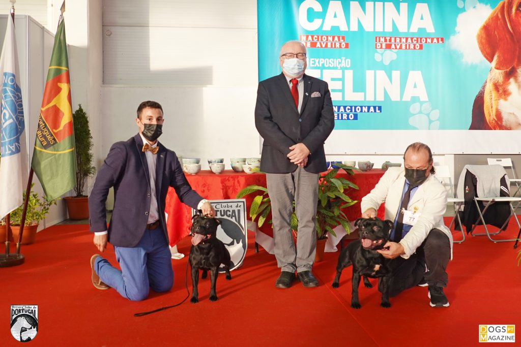 BOB Staffordshire Bull Terrier