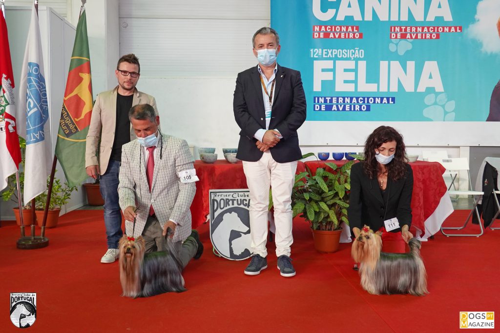 BOB Yorkshire Terrier