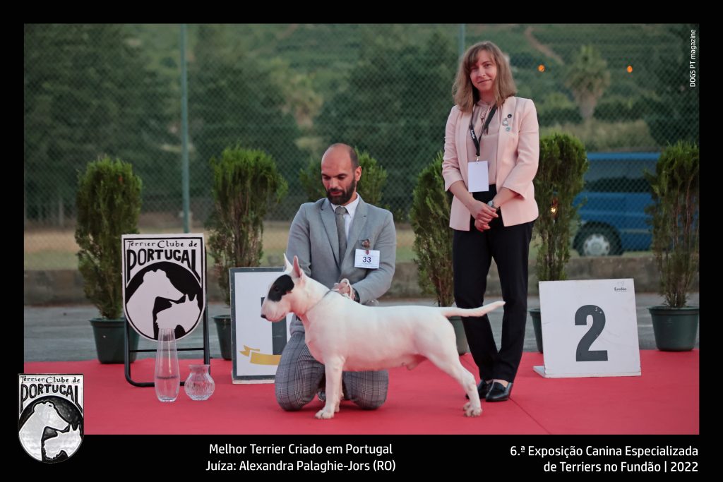 Melhor terrier criado em PT