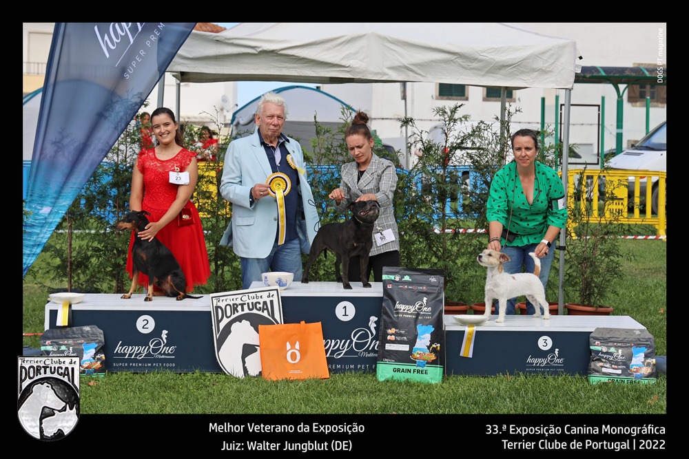 33exposicao_terrier_sintra_melhor_VETERANO