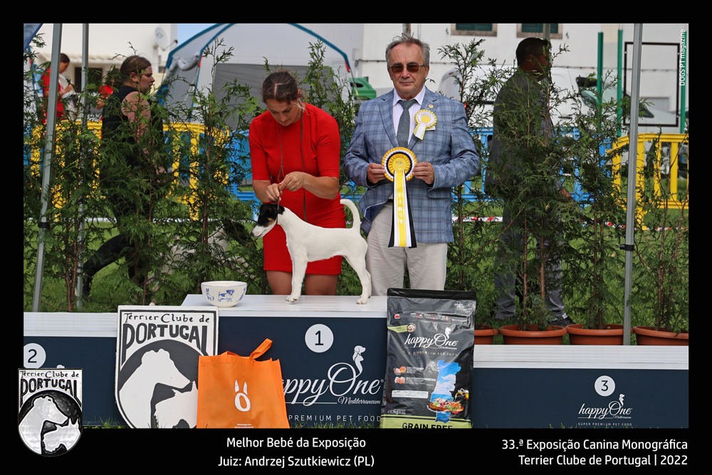 33exposicao_terrier_sintra_melhor_bebe