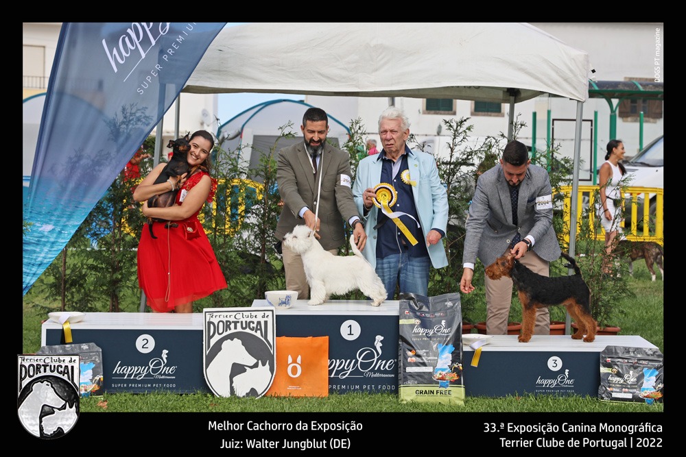 33exposicao_terrier_sintra_melhor_cachorro