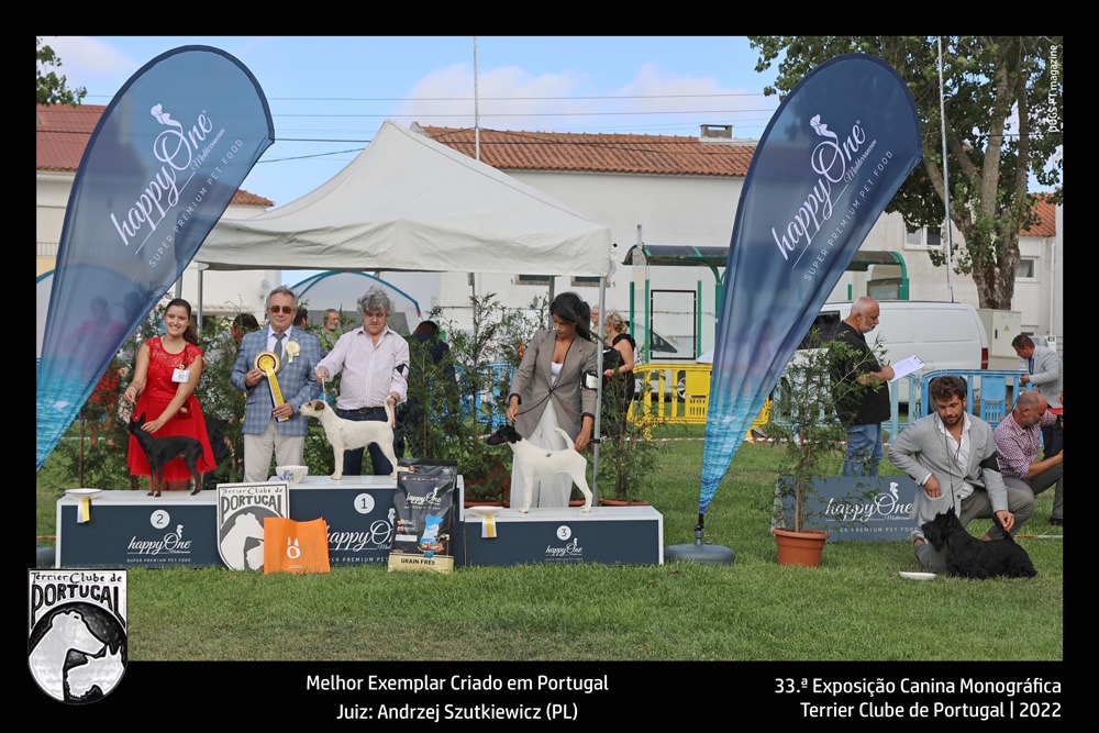 33exposicao_terrier_sintra_melhor_criadoPT