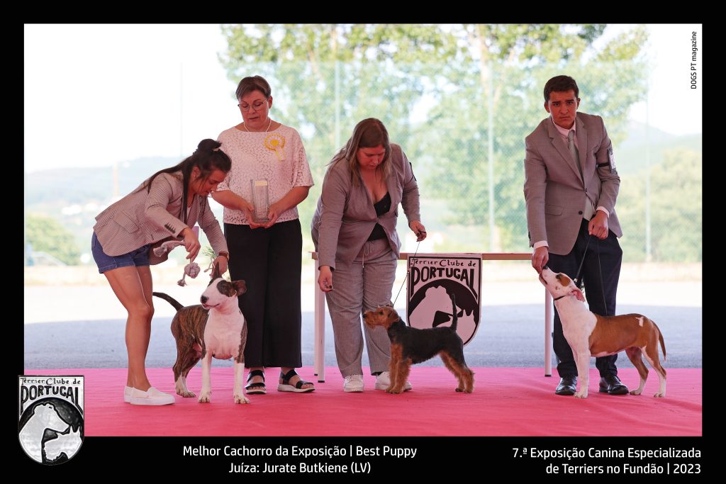 Melhor Cachorro da Exposição | Best PuppyJuíza: Jurate Butkiene (LV)