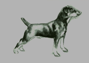 DEUTSCHER JAGDTERRIER