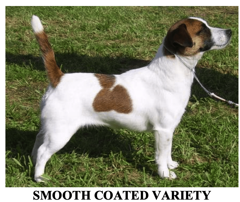 Jack_Russel_Terrier_Smooth_coated_variety