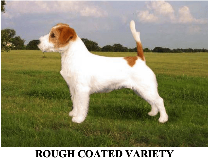 Jack_Russel_Terrier_rough_coated_variety