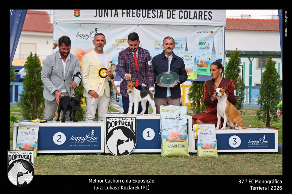 terrier melhor cachorro 1