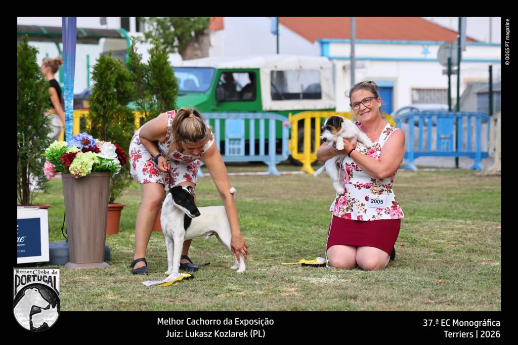 terrier melhor cachorro 2