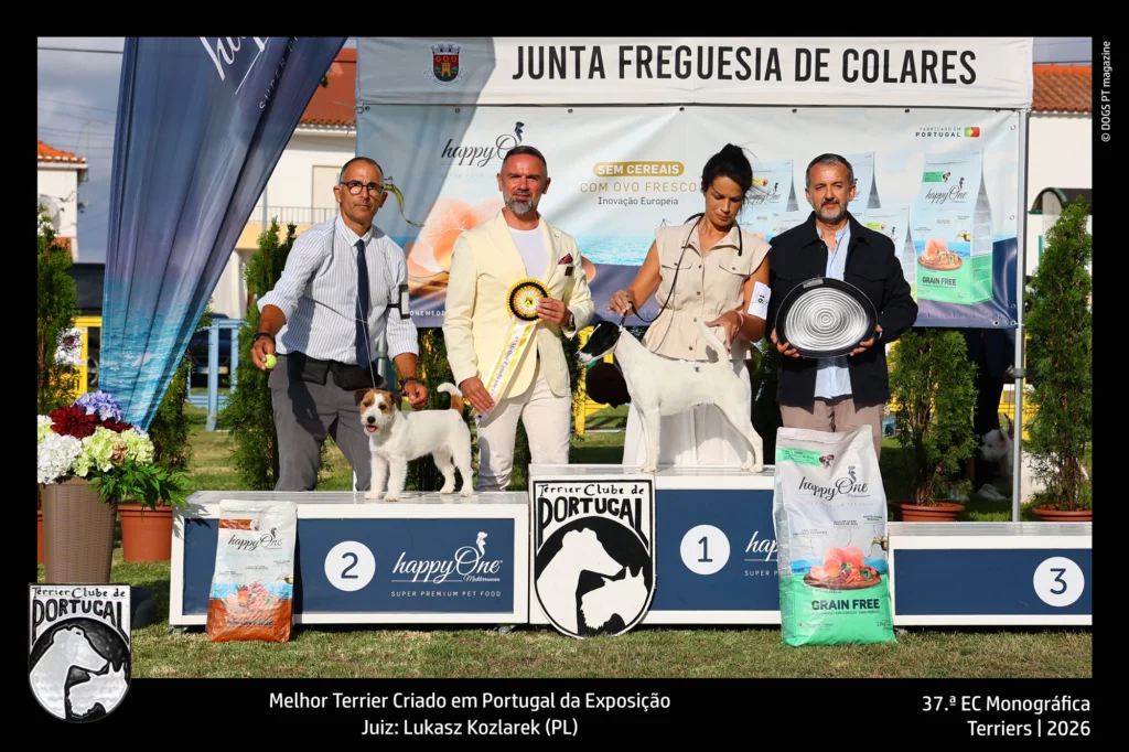 terrier mmelhor criado em pt