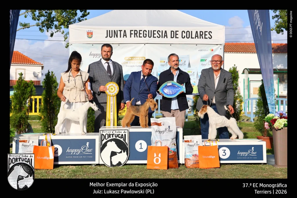 best in show 2