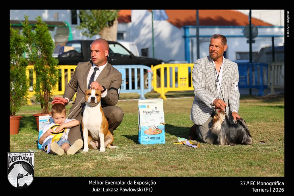 terrier best in show 3